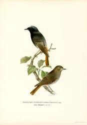 Blackstart (färg litho)