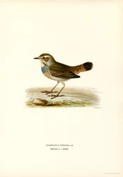 Blåstrup (färg litho)