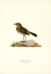 Blåstrupe (färg litho)