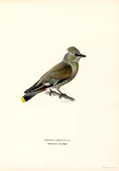 Bohemian Waxwing (färgdelar)