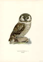 Boreal uggla (färg litho)