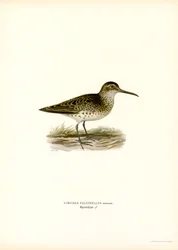 Brednäbbad sandsnäppa (färg litho)