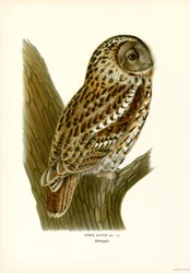 Brun uggla (färg litho)