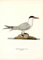 Kaspisk tärna (färg litho)