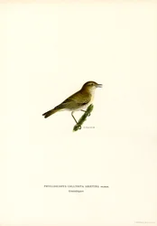 Chiffchaff (färg litho)