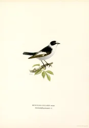 Krageflugsnappare (färg litho)