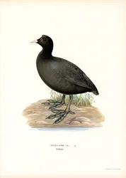 Sothöna (färg litho)