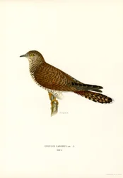 Vanlig gök (färg litho)