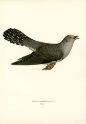 Vanlig gök (färg litho)