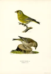 Vanlig grönfink (färg litho)