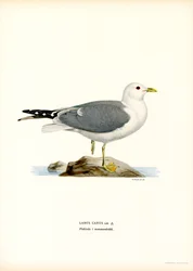 Vanlig mås (färg litho)