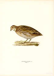 Vanlig vaktel (färg litho)
