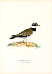 Plöver (färg litho)