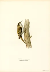 Vanlig trädkrypare (färg litho)