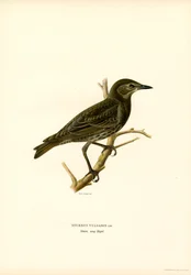 Stare (färg litho)