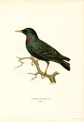 Stare (färg litho)