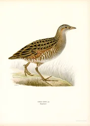 Corn Crake (färg litho)