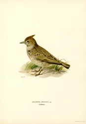 Crested Lark (färg litho)