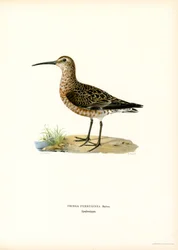 Curlew Sandpiper (färg litho)