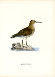Dunlin (färg litho)
