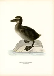 Ejderanka (litho i färg)