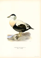 Ejderanka (litho i färg)