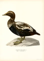 Ejderanka (litho i färg)