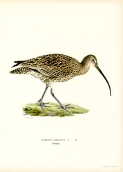 Curlew (färg litho)