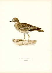 Eurasisk stenslinga (färg litho)