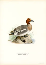 Eurasian Wigeon (färg litho)