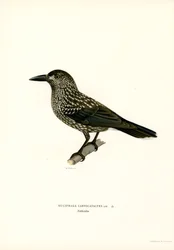 Eurasisk nötknäppare (färg litho)