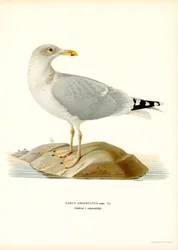 Europeisk sillmås (färg litho)