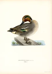 Europeisk kricka (färg litho)
