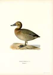 Europeisk pochard (färg litho)