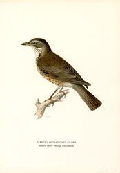 Fieldfare (färg litho)