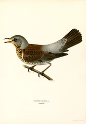 Fieldfare (färg litho)