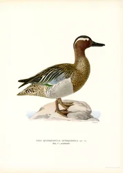 Garganey (färg litho)