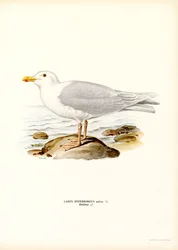 Glaucous Gull (färg litho)