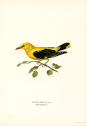 Gyllene oriole (färg litho)