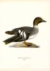 Goldeneye Duck (färg litho)