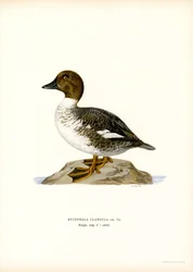 Goldeneye Duck (färg litho)
