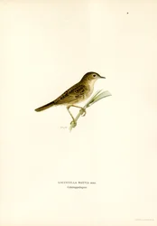 Gräshoppa sångare (färg litho)