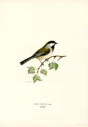 Gråhuvad Chickadee (färg litho)