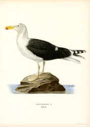 Stor svartryggig mås (färg litho)