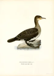 Storskarv (färg litho)