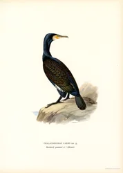 Storskarv (färg litho)