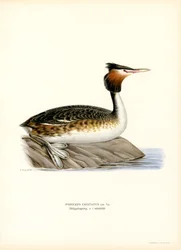 Stor nakendopping (litho i färg)