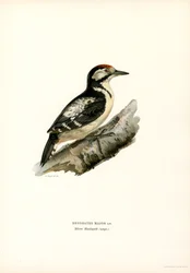 Stor hackspett (färg litho)