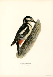 Stor hackspett (färg litho)