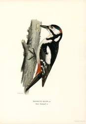 Stor hackspett (färg litho)